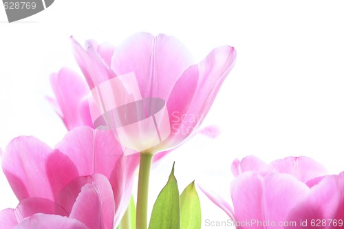 Image of pink tulips