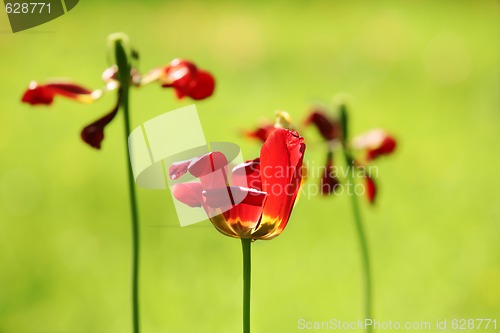 Image of red tulip