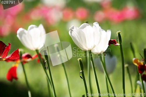 Image of white tulips