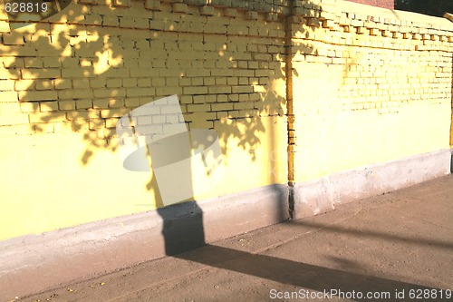 Image of shade of the tree