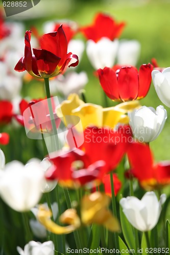 Image of tulip blossom