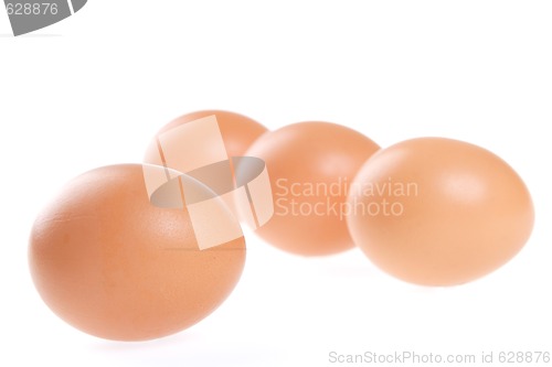 Image of Egg, Bird