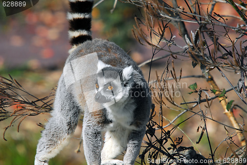 Image of Ring-tailed Lemur (Lemur catta)