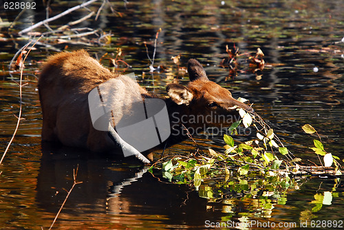 Image of Elk (Cervus canadensis) in water
