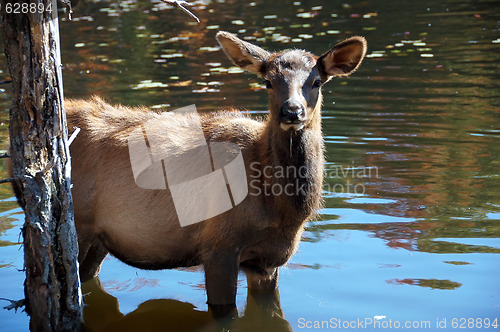 Image of Elk (Cervus canadensis) in water