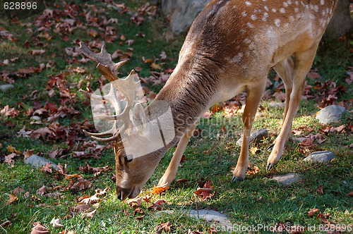 Image of Fallow Deer (Dama dama)