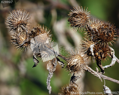 Image of Wild Plant Macro