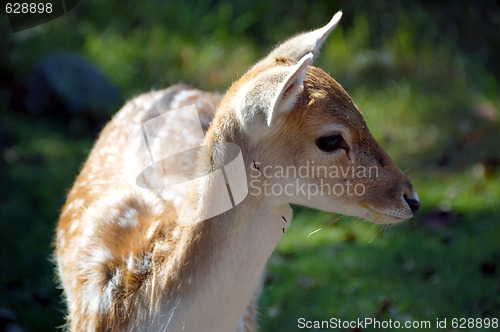 Image of Fallow Deer (Dama dama)