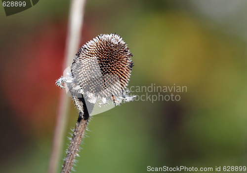 Image of Wild Plant Macro