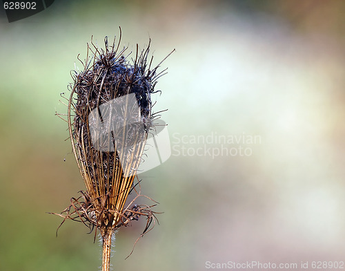 Image of Wild Plant Macro