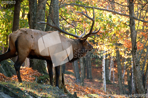 Image of Elk (Cervus canadensis) in autumn