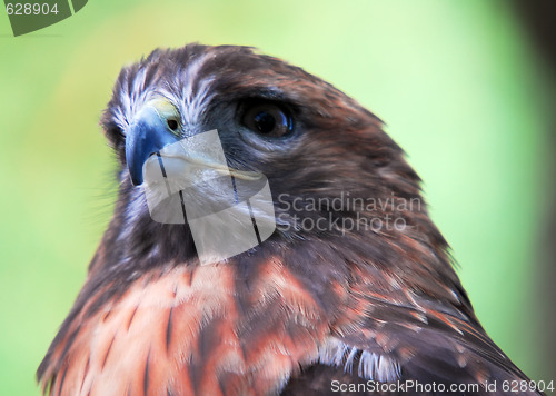 Image of Goshawk (Accipiter gentilis)