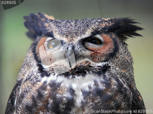 Image of Spotted Eagle Owl (Bubo africanus)