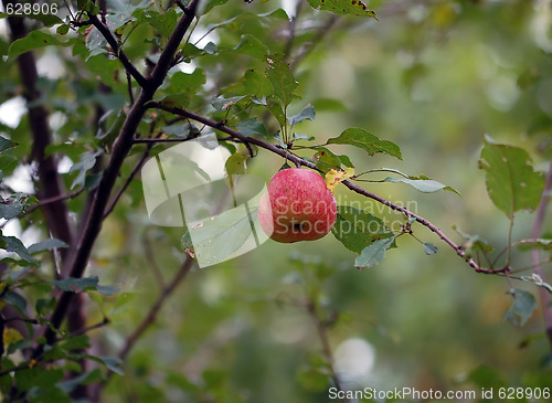 Image of Wild Apples