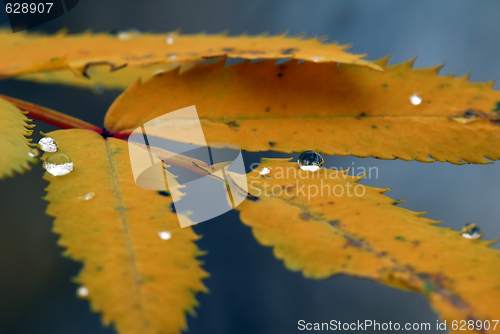 Image of Orange Leaves Macro