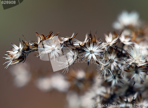Image of Wild Plant Macro