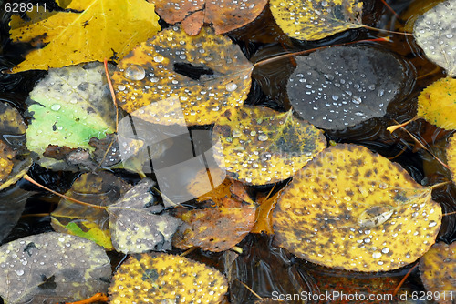 Image of Autumn's Leaves Macro