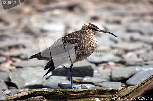 Image of Whimbrel (Numenius Phaeopus)