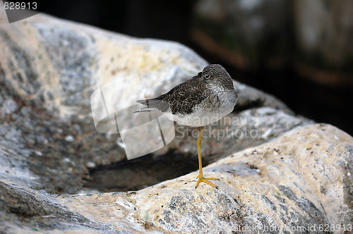 Image of Lesser Yellowlegs (Tringa Flavipes)