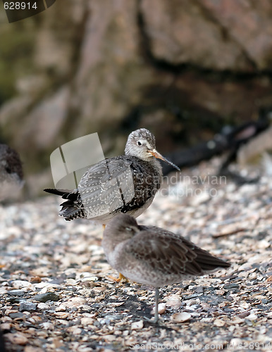 Image of Lesser Yellowlegs (Tringa Flavipes)