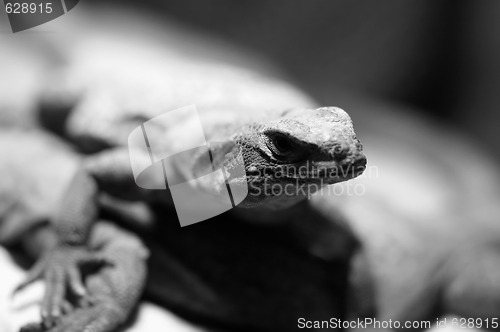 Image of Lizard in B&W