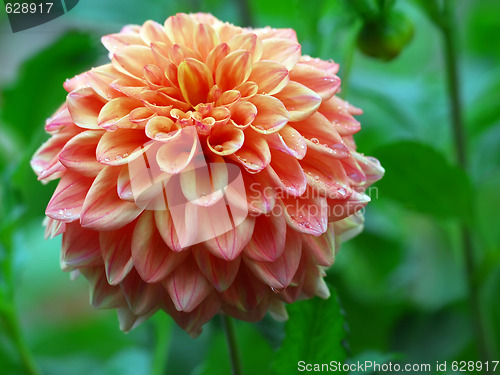 Image of Wet Flower