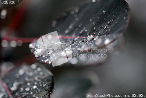 Image of Raindrops on leaf