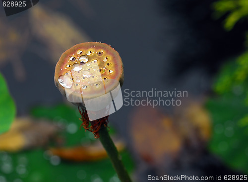Image of Wild Plant under the rain