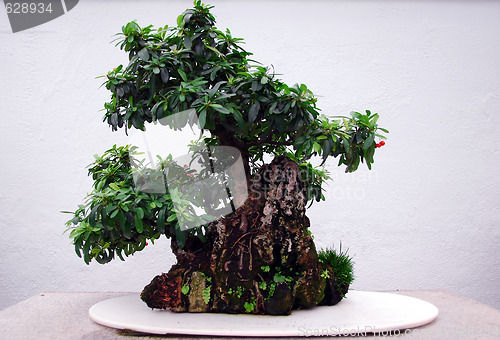 Image of Bonsai