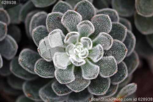 Image of Wild Plant Macro