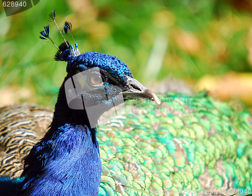 Image of Indian Peafowl (Pavo cristatus)