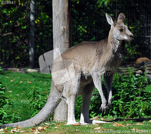 Image of Eastern Grey Kangaroo (Macropus giganteus)