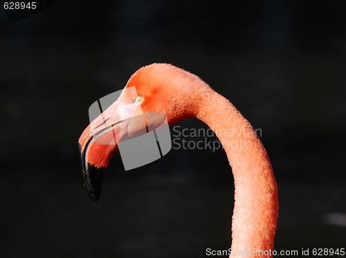 Image of Pink Flamongo