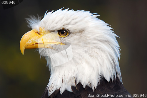 Image of American Bald Eagle (Haliaeetus leucocephalus)