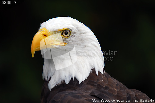 Image of American Bald Eagle (Haliaeetus leucocephalus)
