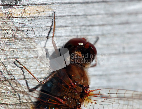 Image of Common Darter (Sympetrum striolatum)