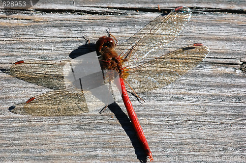 Image of Common Darter (Sympetrum striolatum)