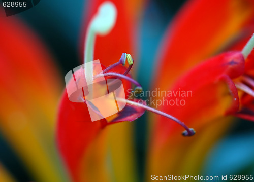 Image of Flower Stamens