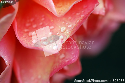 Image of Roses and water