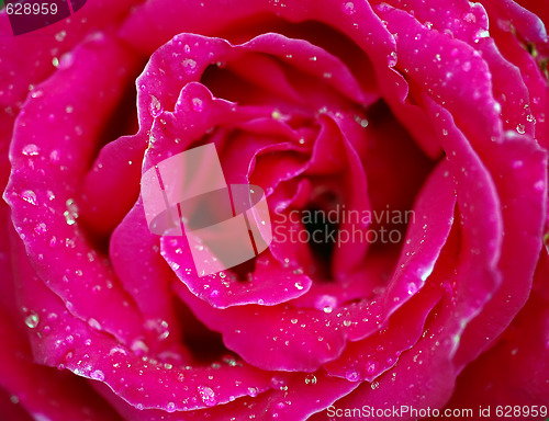 Image of Roses and water