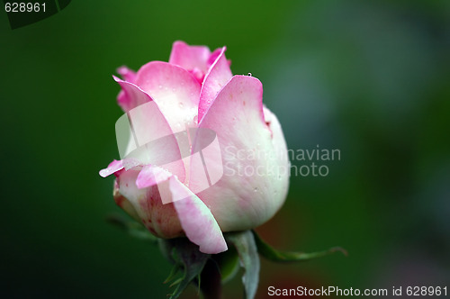 Image of A pink rose's bud