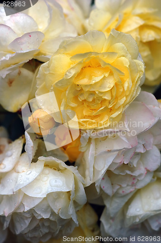 Image of Roses and water