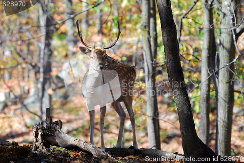 Image of Fallow Deer (Dama dama)