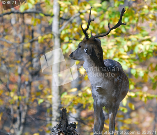 Image of Fallow Deer (Dama dama)