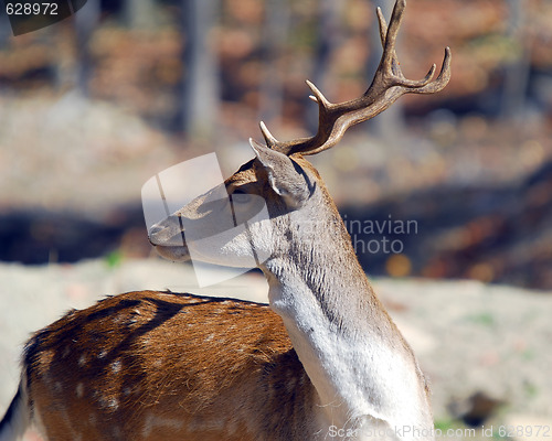 Image of Fallow Deer (Dama dama)