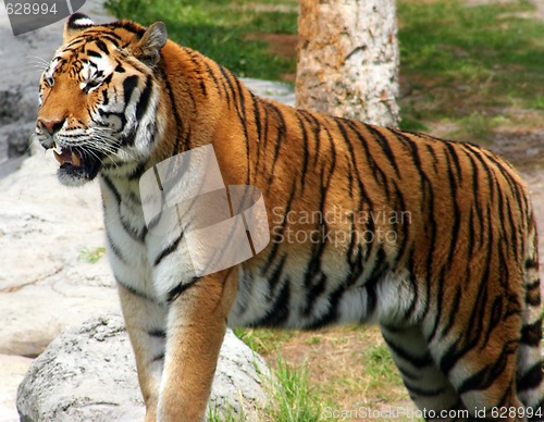 Image of Tiger