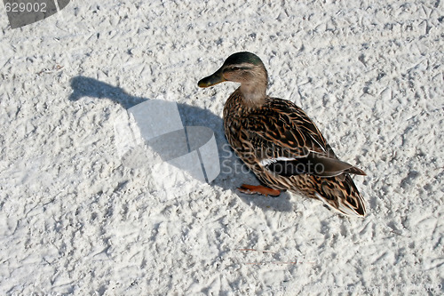 Image of Duck and Shadow