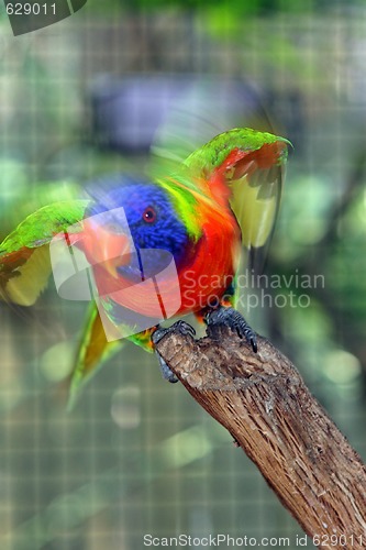 Image of Bird ready to fly