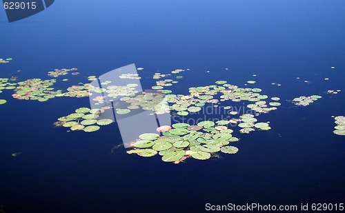 Image of Lily Pads