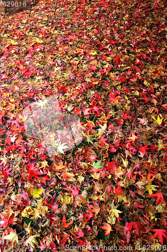 Image of Fall Leaves